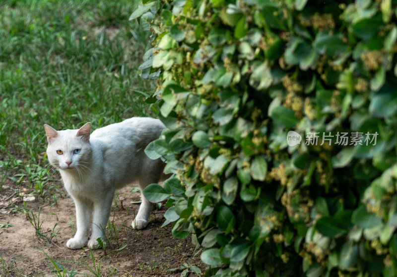 白猫花猫