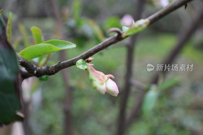 枝头含苞待放的粉色花蕾