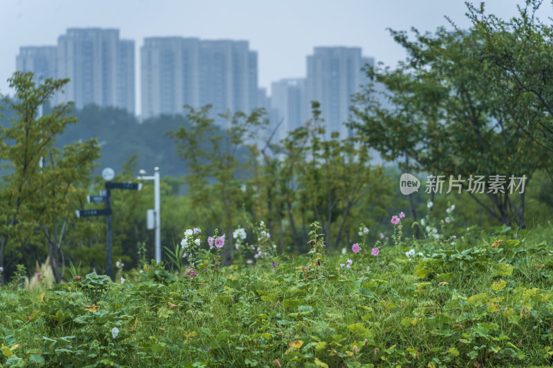 武汉洪山区西苑公园风景