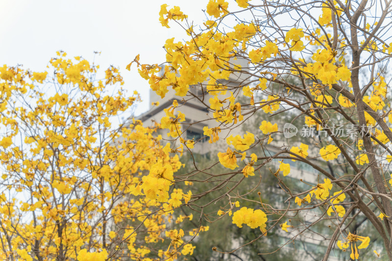 城市街道盛开黄花风铃木景象