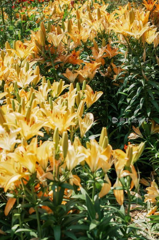 北京花乡公园百合花