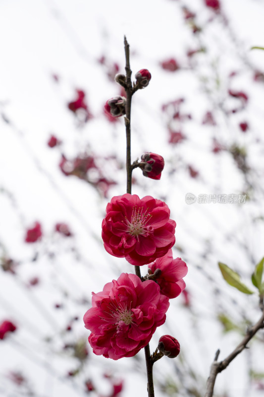 春天绽放的红色碧桃花特写