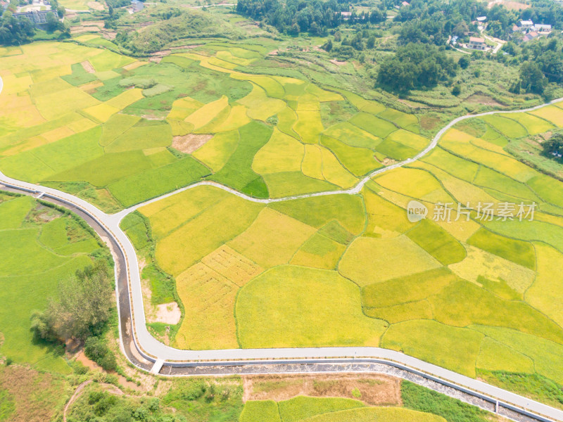 丘陵地貌金黄稻田农业种植航拍摄影图