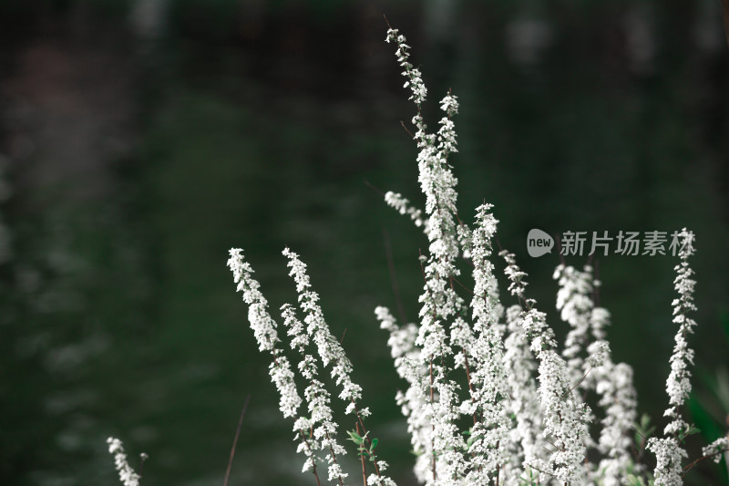 春天的花朵