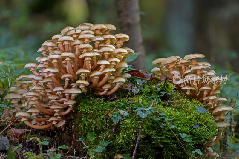 菌类山菌野生菌野生菌蘑菇生长环境