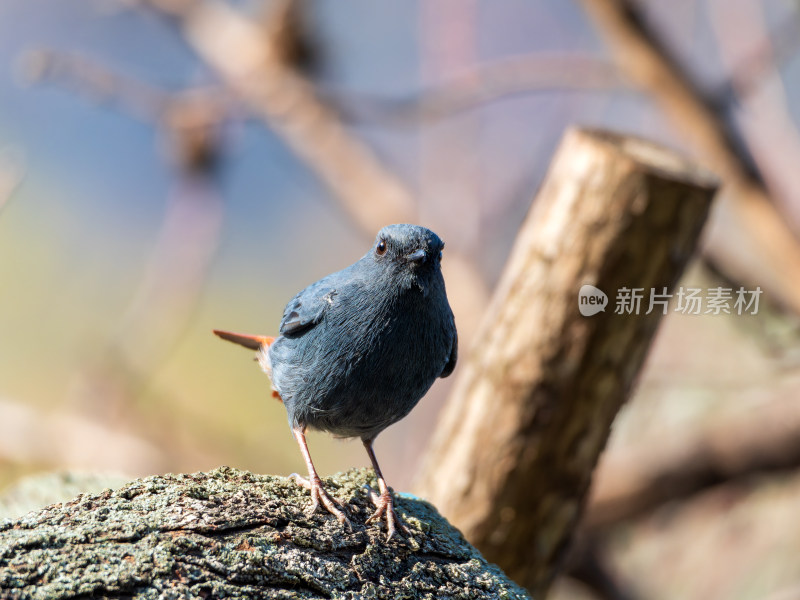 雄性红尾水鸲