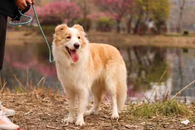 站在地上的边境牧羊犬