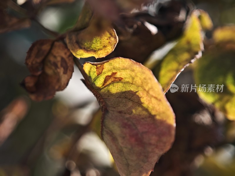 带刺植物上带有枯黄斑点的叶片