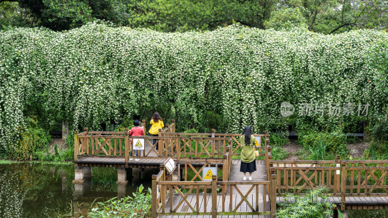 四川省成都植物园的木香花瀑布