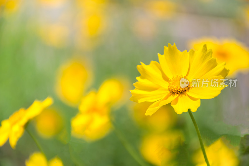 黄色的金鸡菊花特写