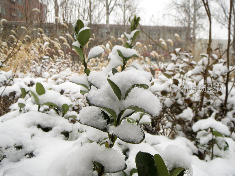 冬天雪覆盖绿色植物上的照片