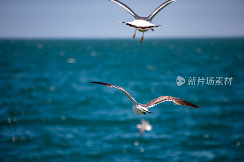 山东威海海天之间飞翔的海鸥