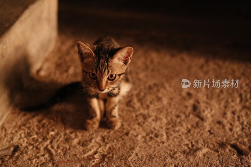 狸花猫/猫咪/特写/光影/夕阳/可爱