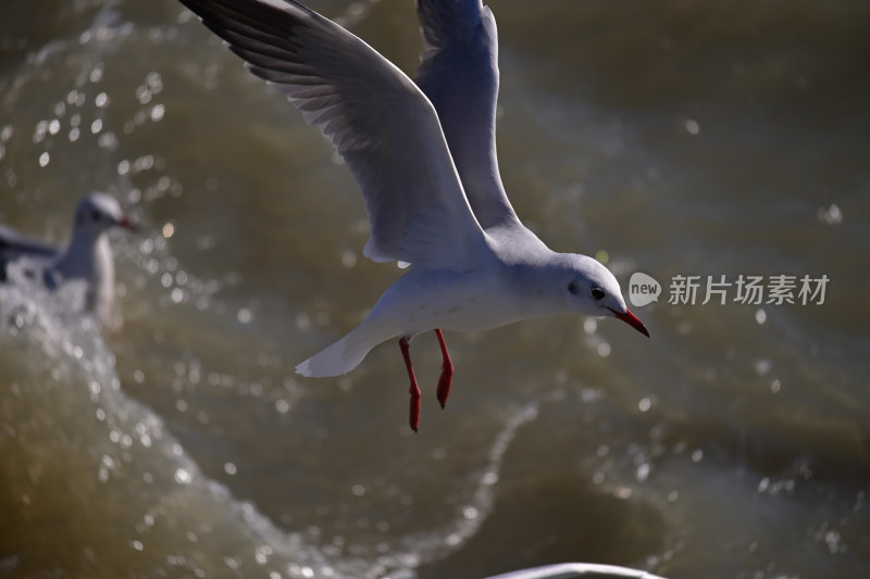 红嘴海鸥