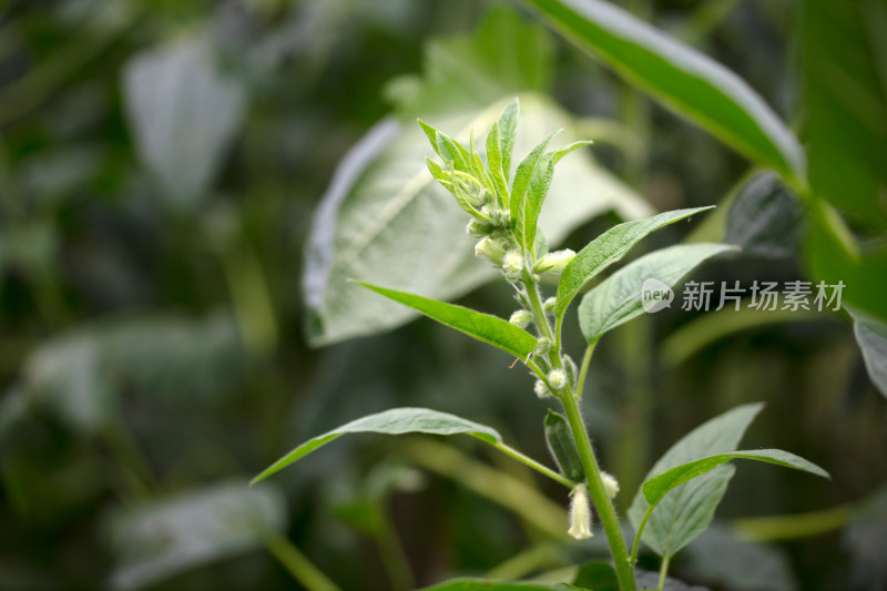 开着小花结着果的芝麻