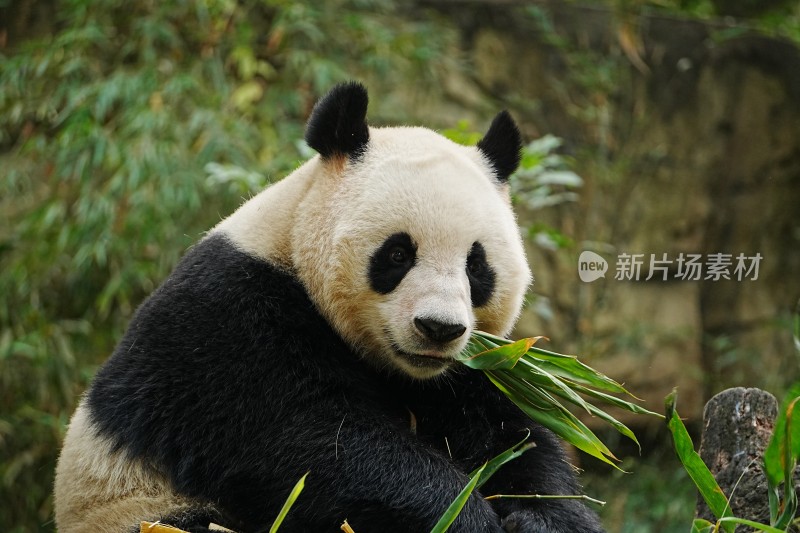 大熊猫坐着吃竹子