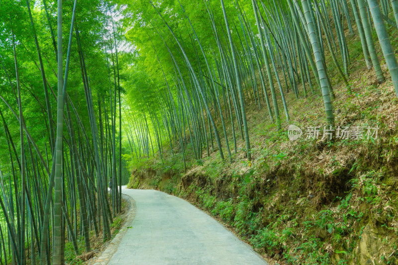 竹林小路