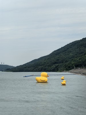 金牛湖：水面上漂浮着大小不一的黄色鸭子