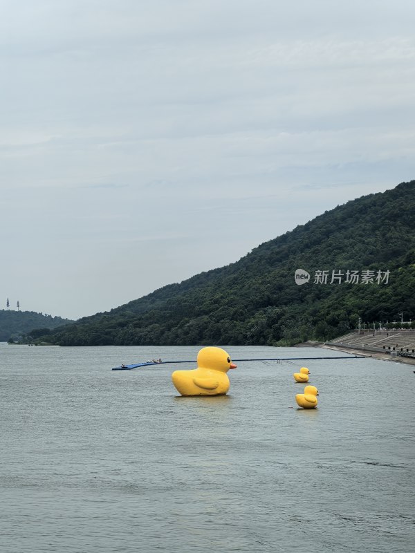 金牛湖：水面上漂浮着大小不一的黄色鸭子