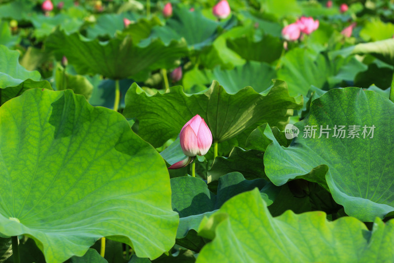 夏日成都温江区鲁家滩荷花盛开