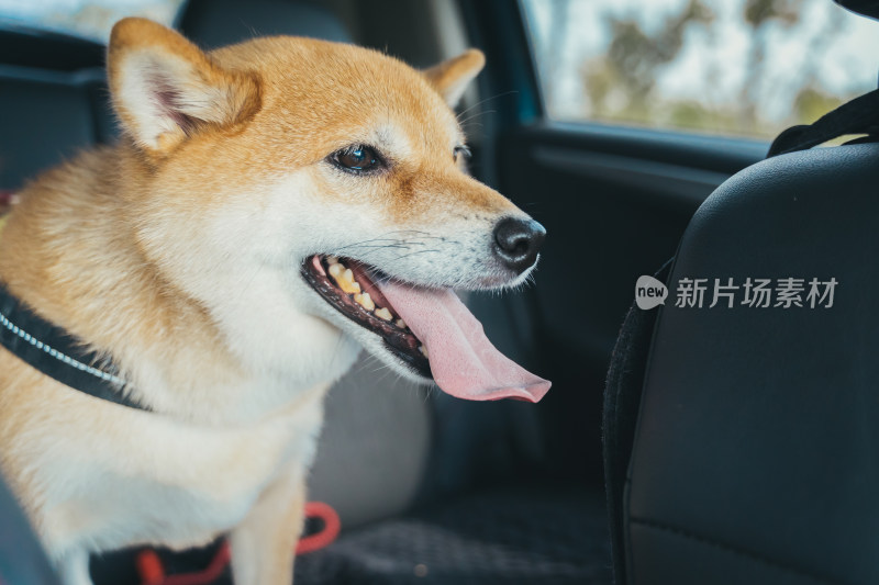 一只日本柴犬在公园特写