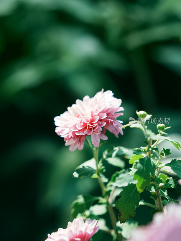 粉色菊花特写