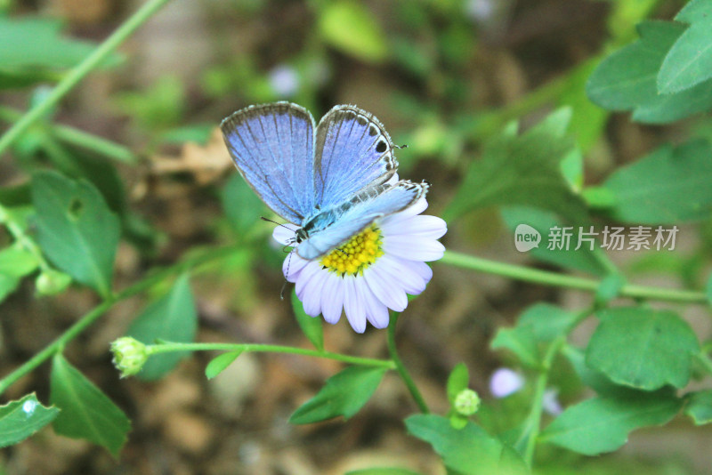 美丽蝴蝶昆虫