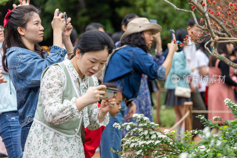 深圳仙湖植物园花展