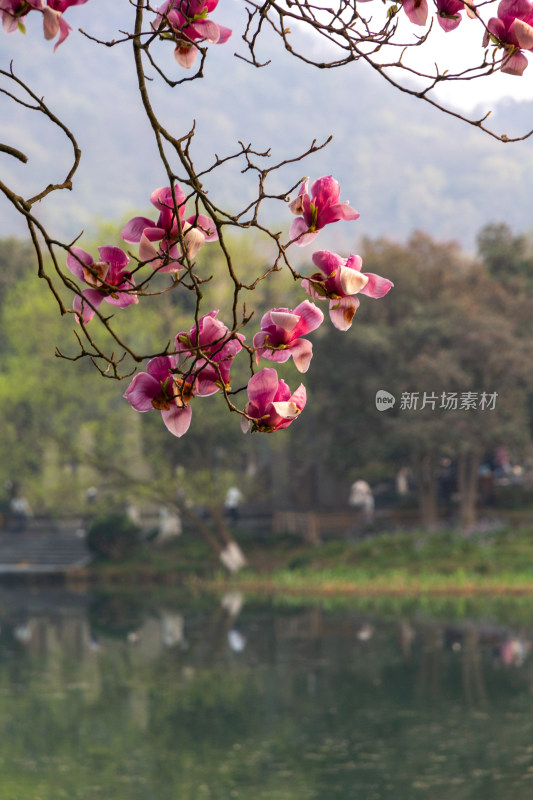 浴鹄湾霁虹桥旁的紫玉兰花