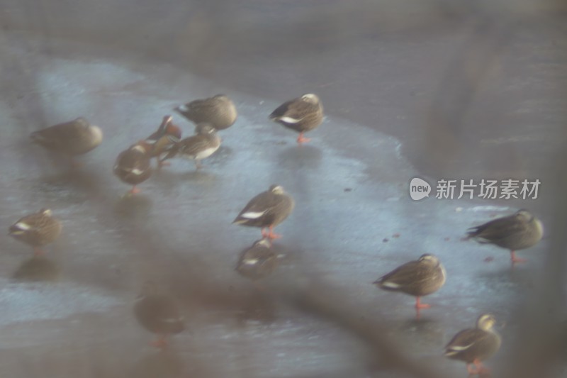 山东威海里口山姜家疃水库野鸭鸳鸯