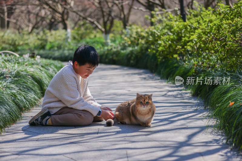 一个中国小男孩和他的宠物猫金渐层