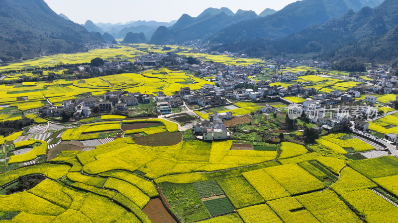 金色田园风光  油菜花海与村落