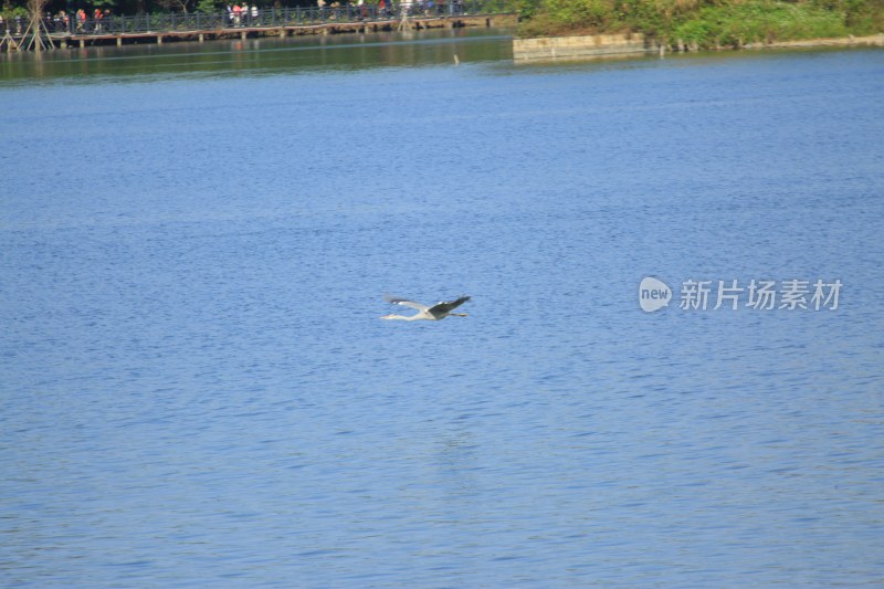 飞鸟掠过平静湖面