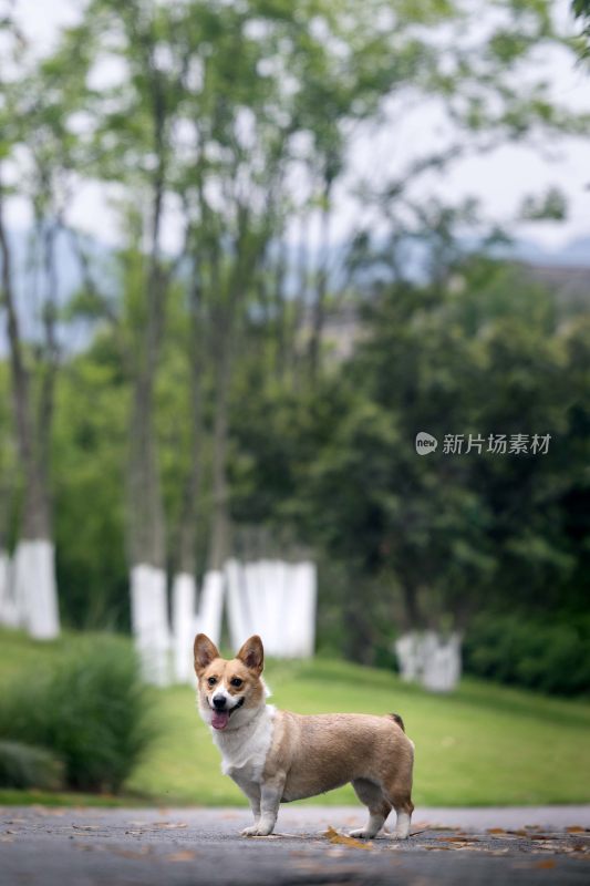 户外草地旁站立的柯基犬