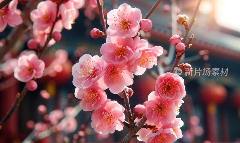 宫廷梅花盛开初春花朵清新淡雅背景