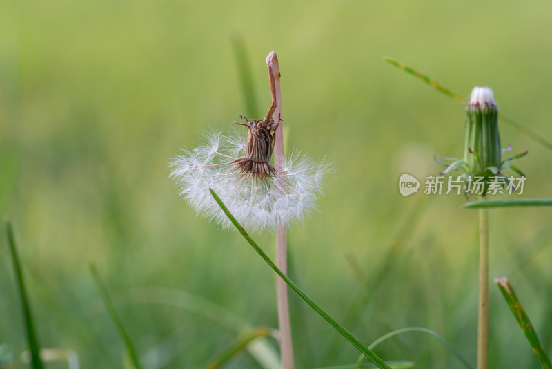 蒲公英微距特写画面