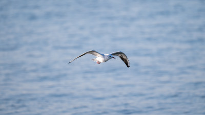 海鸥（Larus canus）