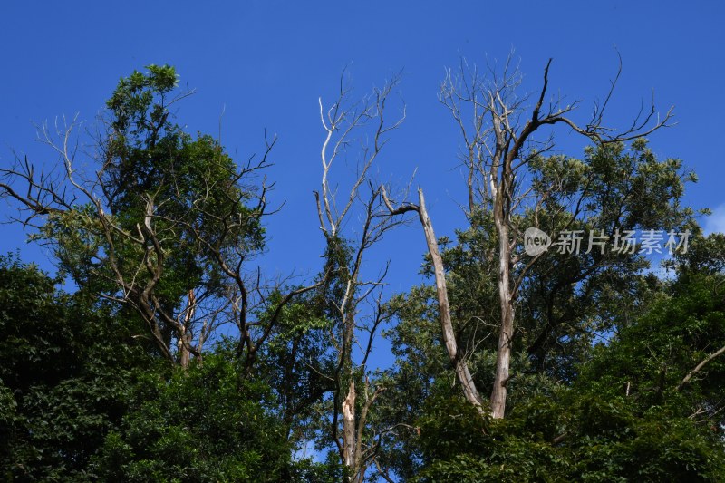 广东东莞：银瓶山森林公园清溪景区