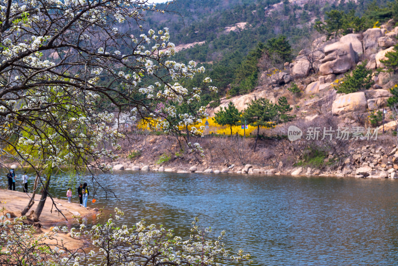 青岛大珠山杜鹃花风光