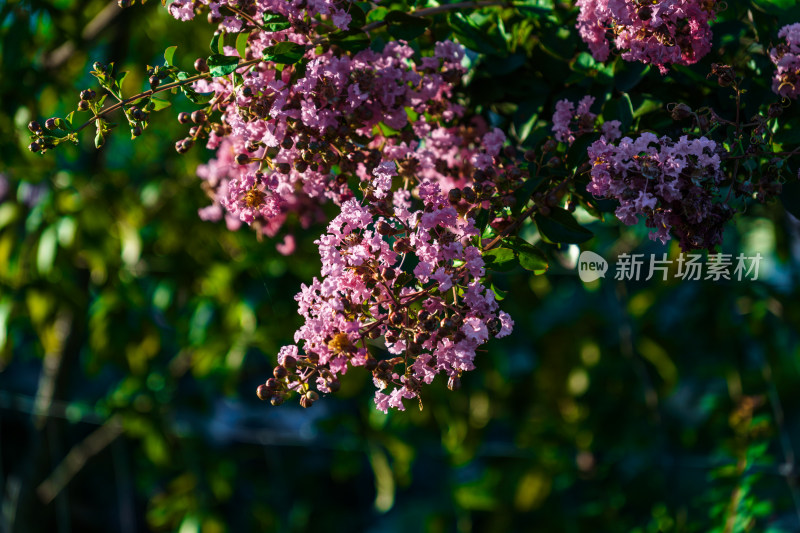 中国紫薇花特写