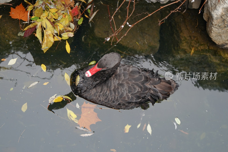 黑天鹅在水中休息秋天落叶