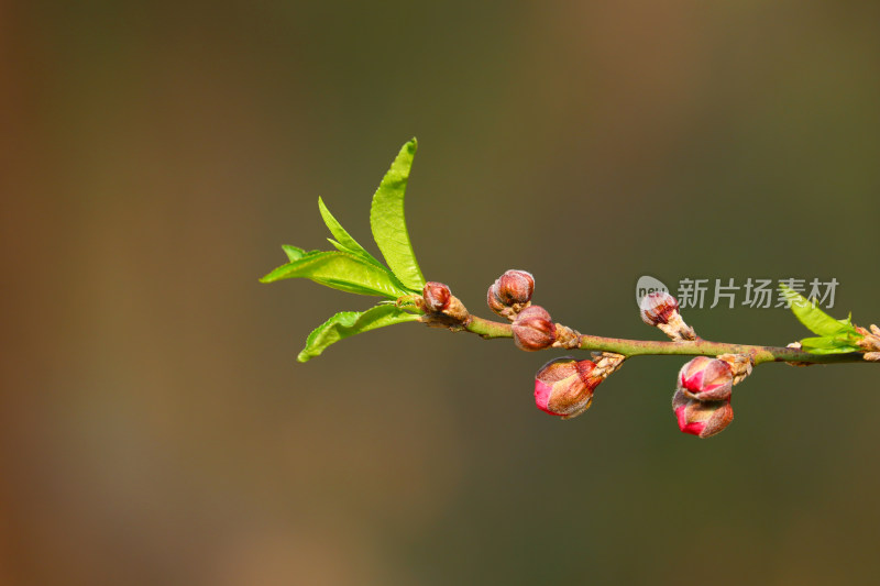 广州白云山盛开的桃花