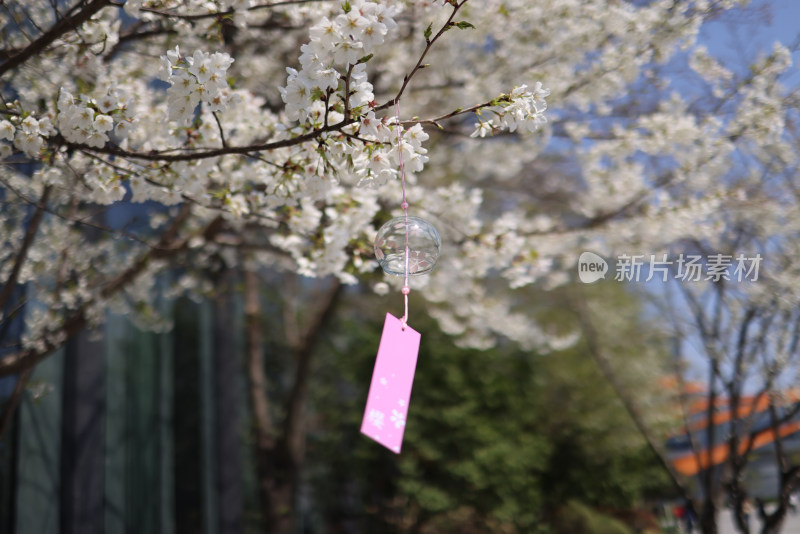 春天悬挂着风铃的梨花树