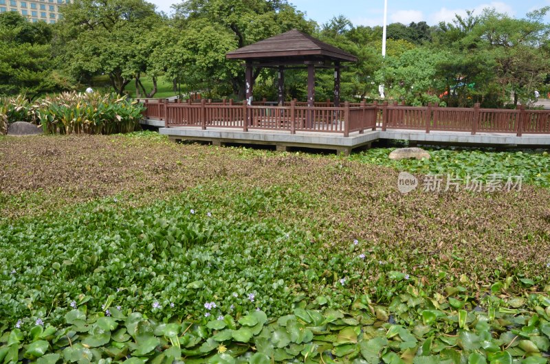 广东东莞：水浮莲