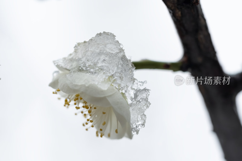 春天公园里雪中盛开的白色梅花