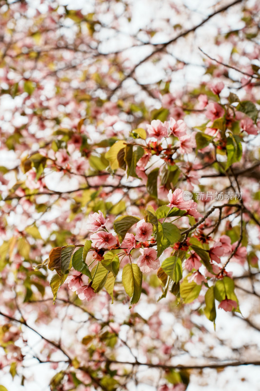 北京奥森樱花树樱花