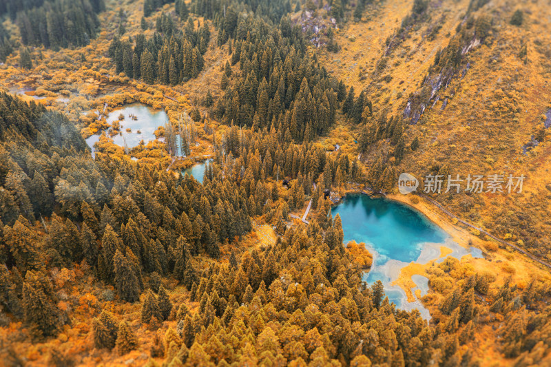 秋色湖泊与松林