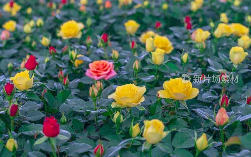 绽放的鲜花