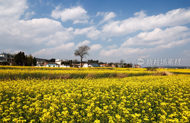 油菜花绘就田园美景