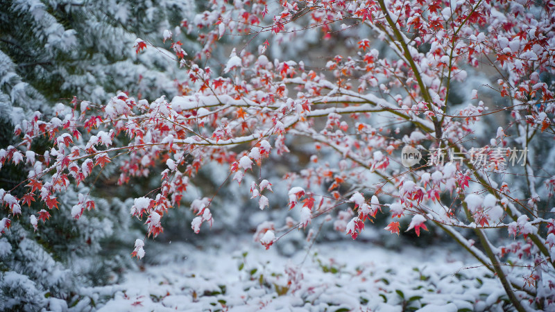 积雪枫叶